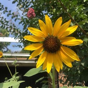 Meet your Posher, Jacqueline